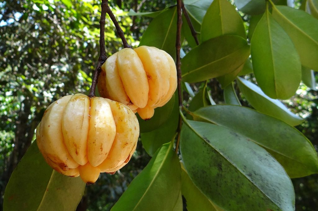 Deux fruits de garcinia cambogia